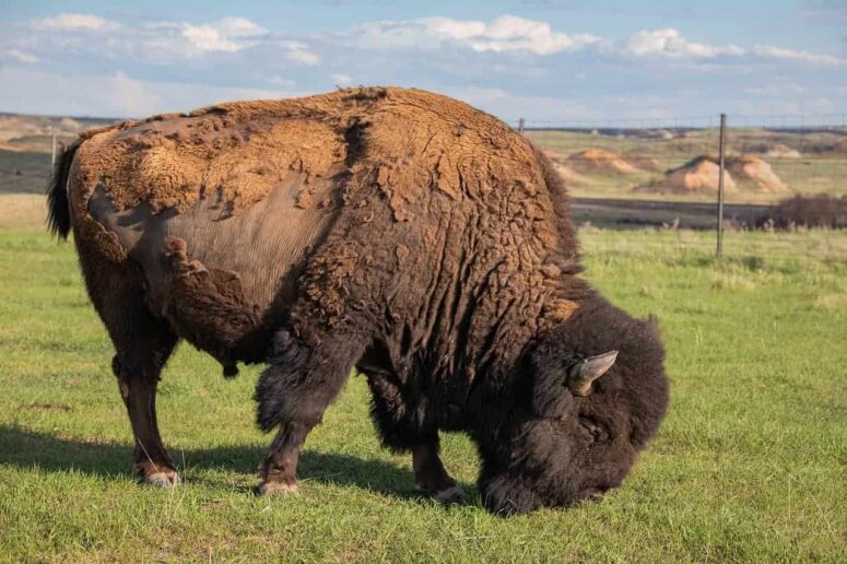 สิ่งที่ต้องทำใน North Dakota